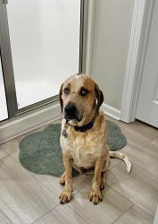 Lost Male Dog last seen Belle Meade, Thomson, GA 30824