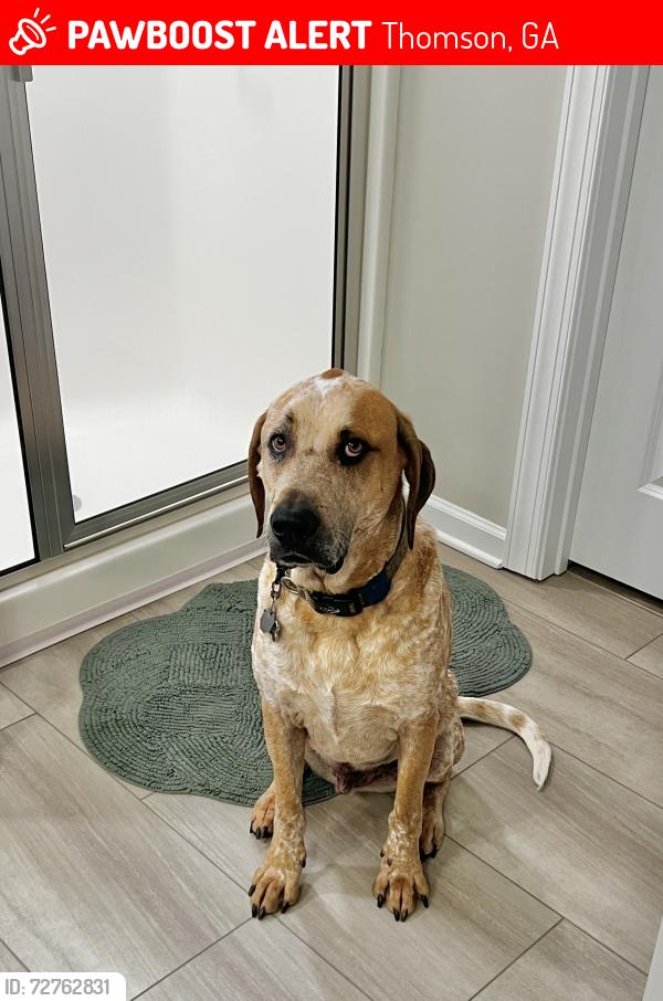 Lost Male Dog last seen Belle Meade, Thomson, GA 30824