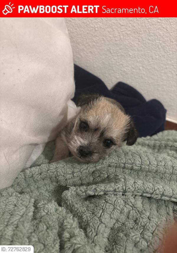Lost Female Dog last seen Ferran and Beth st off Meadowview Rd, Sacramento, CA 95832