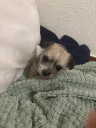 Lost Female Dog last seen Ferran and Beth st off Meadowview Rd, Sacramento, CA 95832