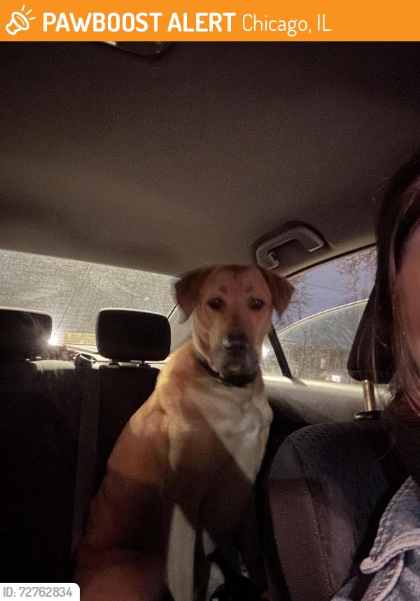 Found/Stray Unknown Dog last seen Cermak and Central Park , Chicago, IL 60623