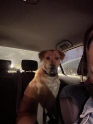 Found/Stray Unknown Dog last seen Cermak and Central Park , Chicago, IL 60623