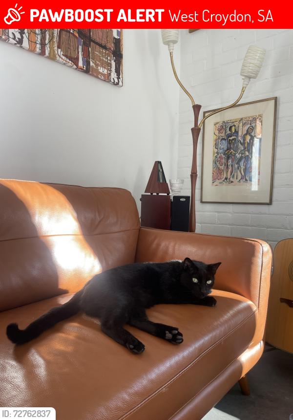 Lost Male Cat last seen West Croydon , West Croydon, SA 5008