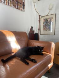 Lost Male Cat last seen West Croydon , West Croydon, SA 5008