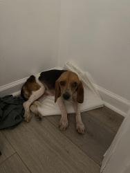 Found/Stray Female Dog last seen CVS Walgreens 4042, Garner, NC 27529