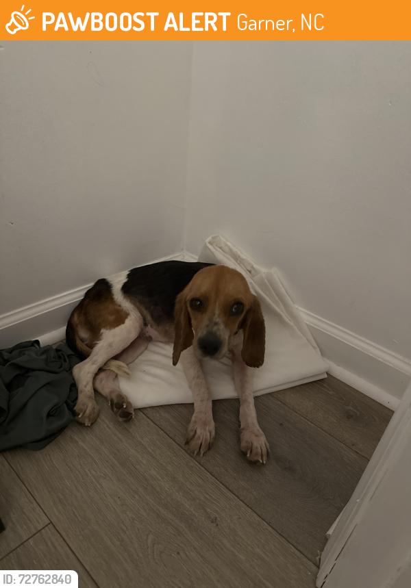 Found/Stray Female Dog last seen CVS Walgreens 4042, Garner, NC 27529