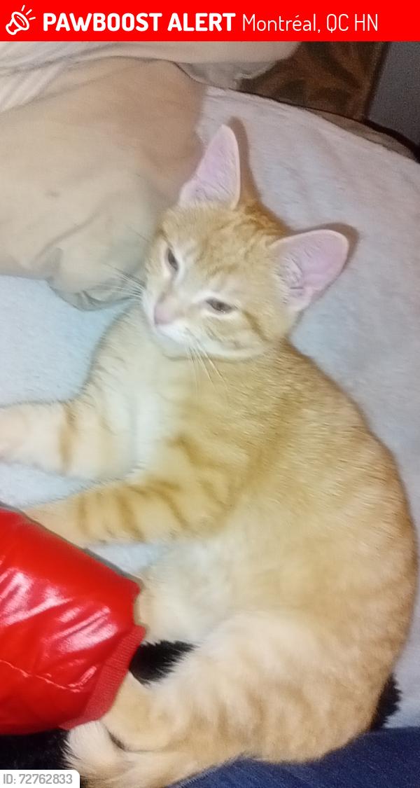 Lost Male Cat last seen Between Denise and Tétrault , Montréal, QC H8N
