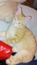 Lost Male Cat last seen Between Denise and Tétrault , Montréal, QC H8N