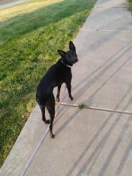 Lost Female Dog last seen East 14th street , Pueblo, CO 81001