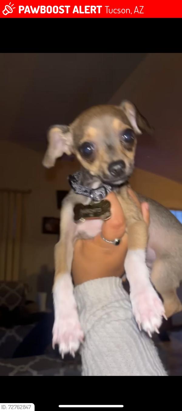 Lost Male Dog last seen 36th and country club , Tucson, AZ 85713