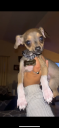 Lost Male Dog last seen 36th and country club , Tucson, AZ 85713