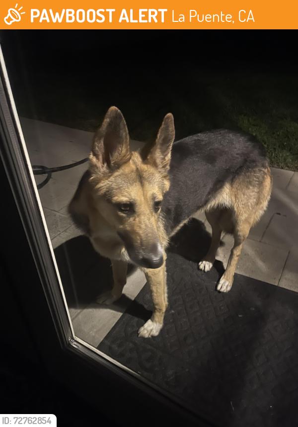 Found/Stray Unknown Dog last seen Temple Avenue city of industry ca, La Puente, CA 91744