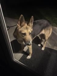 Found/Stray Unknown Dog last seen Temple Avenue city of industry ca, La Puente, CA 91744