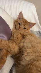 Lost Male Cat last seen Rita Rd & Esmond Loop , Tucson, AZ 85747