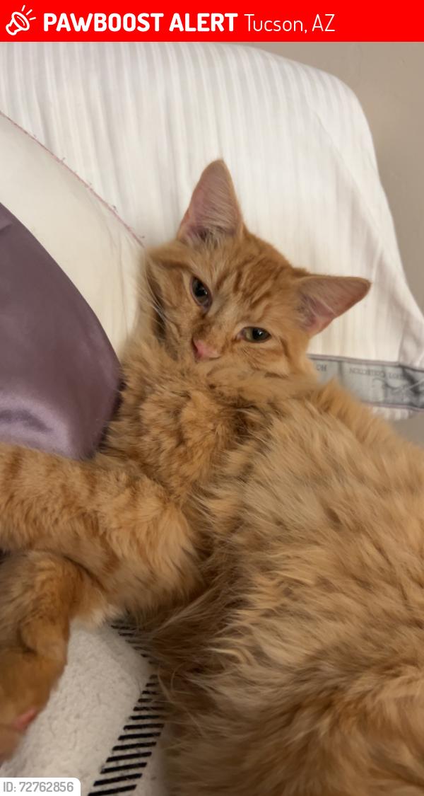 Lost Male Cat last seen Rita Rd & Esmond Loop , Tucson, AZ 85747