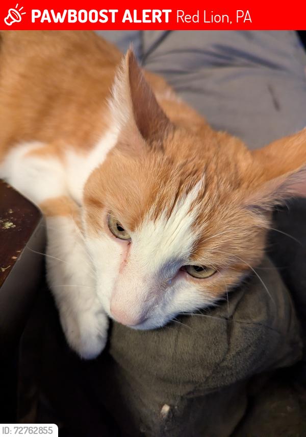 Lost Male Cat last seen Near Martin Street , Red Lion, PA 17356