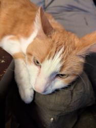 Lost Male Cat last seen Near Martin Street , Red Lion, PA 17356