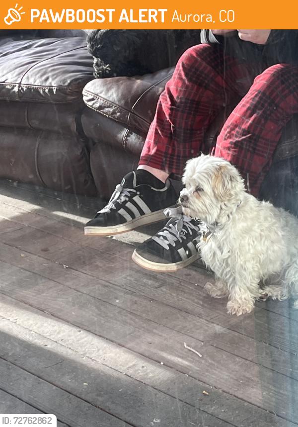 Found/Stray Male Dog last seen Lyn knoll, Aurora, CO 80011