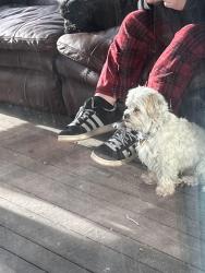 Found/Stray Male Dog last seen Lyn knoll, Aurora, CO 80011