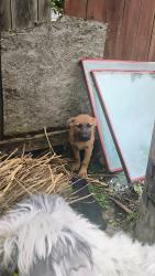 Found/Stray Female Dog last seen 12th Ave and Stockton Blvd, Sacramento, CA 95817