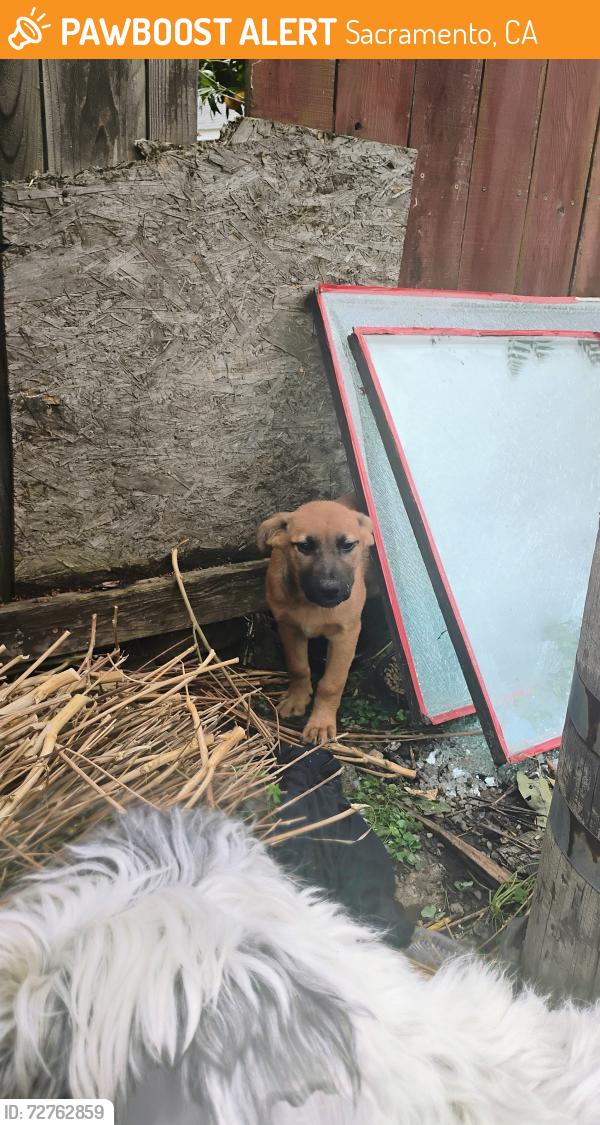Found/Stray Female Dog last seen 12th Ave and Stockton Blvd, Sacramento, CA 95817
