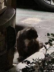 Found/Stray Unknown Cat last seen San Leon - Harvard, Irvine, CA 92606
