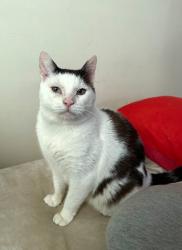 Lost Male Cat last seen 27th Ave Ericsson Street, Queens, NY 11369
