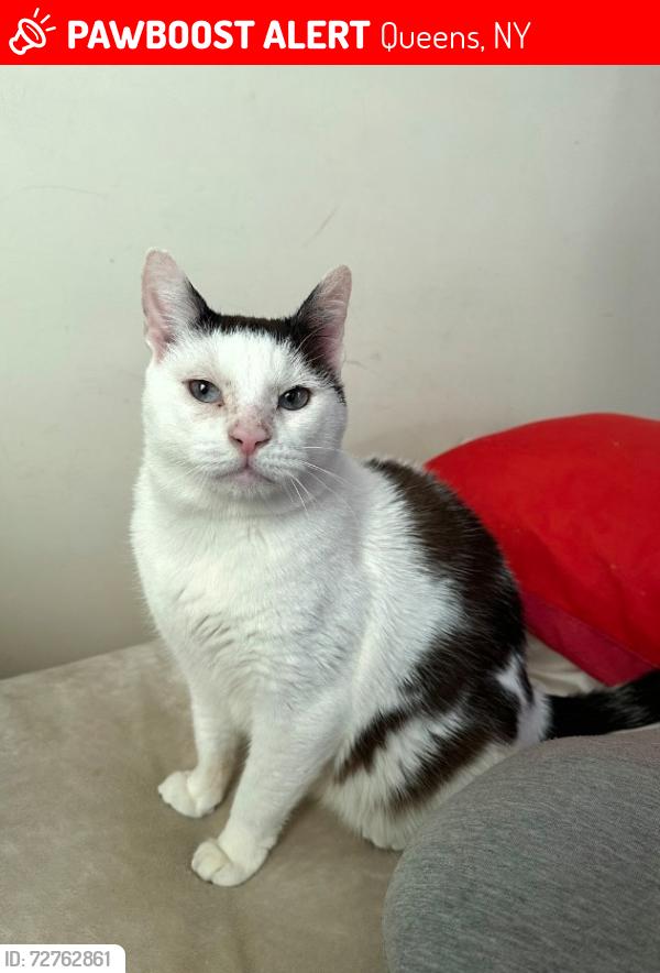 Lost Male Cat last seen 27th Ave Ericsson Street, Queens, NY 11369