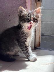 Lost Male Cat last seen Paseo de monte cristo la alborada Cuautitlán , Cuautitlán, Méx. 54803