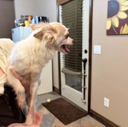 Found/Stray Female Dog last seen 180th street Edmond ok, Edmond, OK 73012