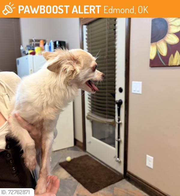 Found/Stray Female Dog last seen 180th street Edmond ok, Edmond, OK 73012