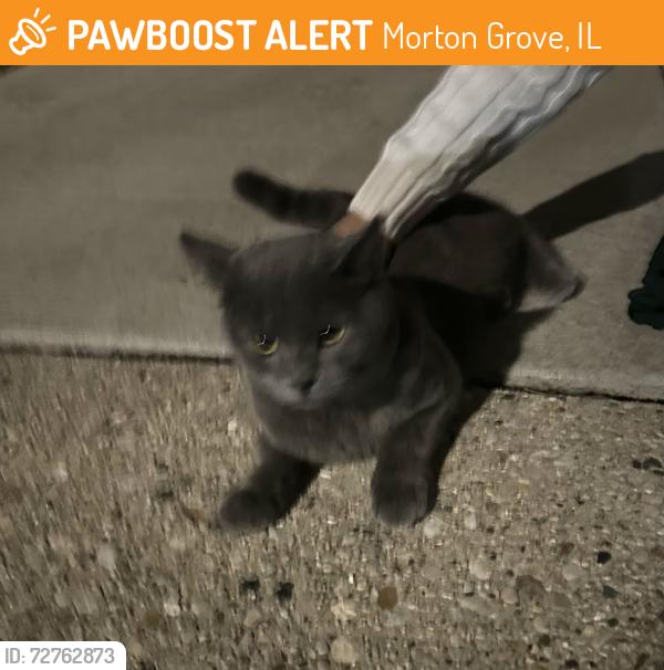Found/Stray Male Cat last seen Austin Park, Morton Grove, IL 60053