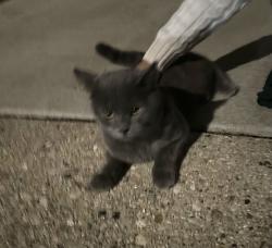 Found/Stray Male Cat last seen Austin Park, Morton Grove, IL 60053