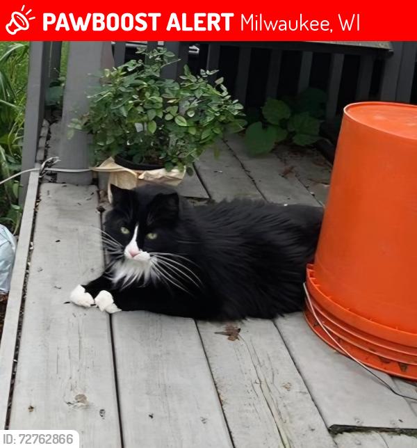 Lost Male Cat last seen Riverton Heights, Milwaukee, WI 53224