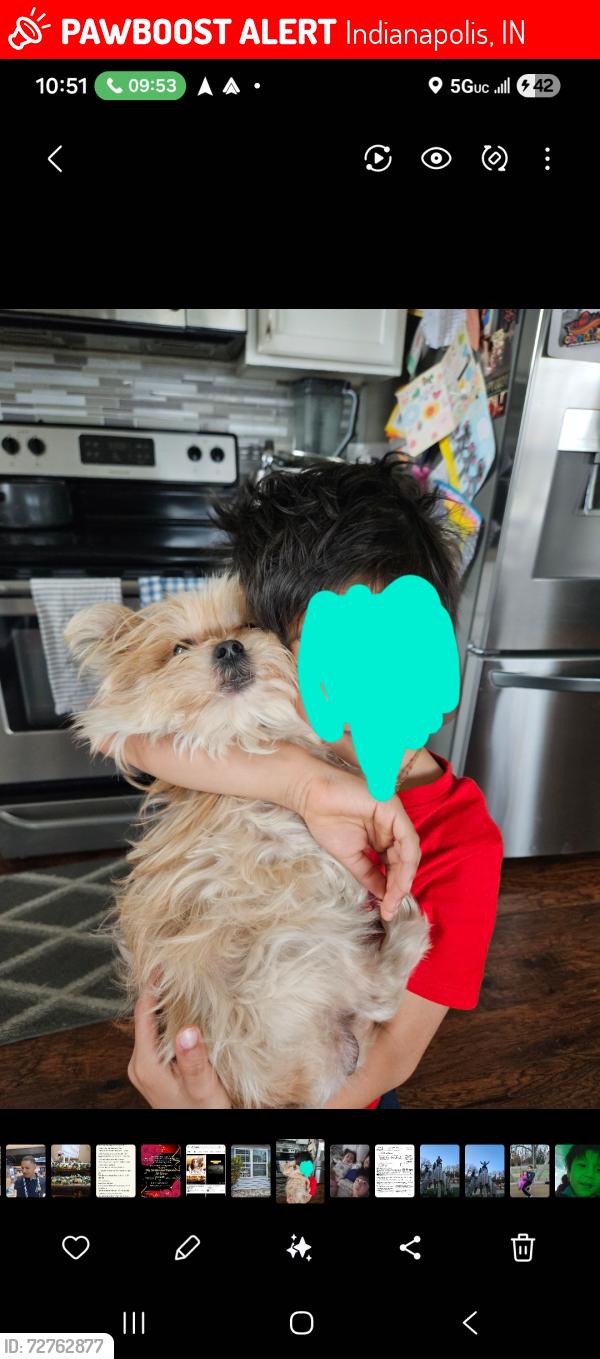 Lost Male Dog last seen 42nd and German church, Indianapolis, IN 46235