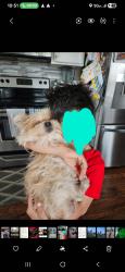Lost Male Dog last seen 42nd and German church, Indianapolis, IN 46235
