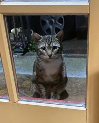 Found/Stray Unknown Cat last seen 52nd & Colby , Everett, WA 98203