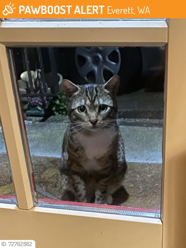 Found/Stray Unknown Cat last seen 52nd & Colby , Everett, WA 98203