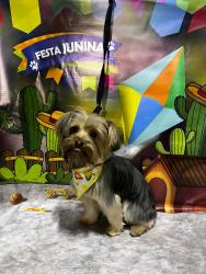 Lost Male Dog last seen rua peroba rosa 217 , Jardim Miragaia, SP 
