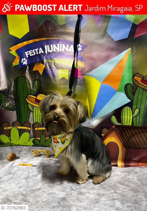 Lost Male Dog last seen rua peroba rosa 217 , Jardim Miragaia, SP 