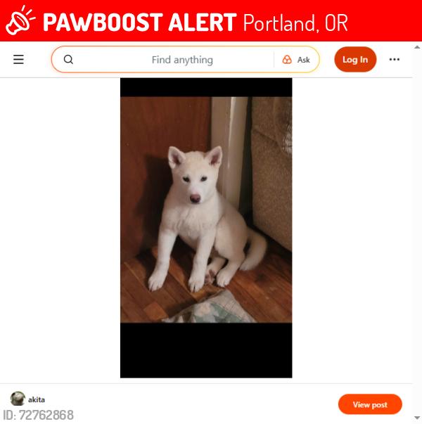 Lost Male Dog last seen transit center parkrose, Portland, OR 97220