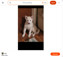 Lost Male Dog last seen transit center parkrose, Portland, OR 97220