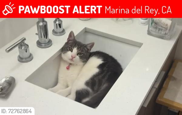 Lost Male Cat last seen Panay way County Parking lots, Marina del Rey, CA 90292