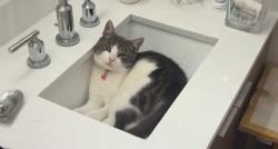 Lost Male Cat last seen Panay way County Parking lots, Marina del Rey, CA 90292