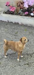 Lost Female Dog last seen Indiana and whittier, Los Angeles, CA 90023