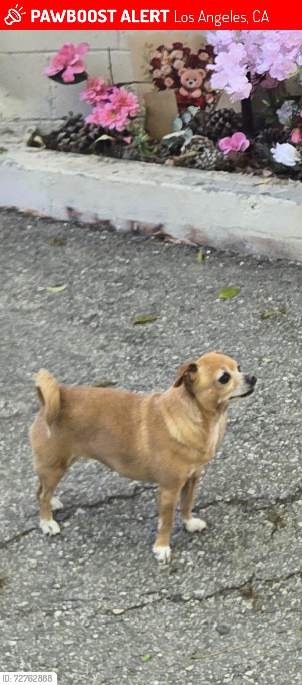 Lost Female Dog last seen Indiana and whittier, Los Angeles, CA 90023