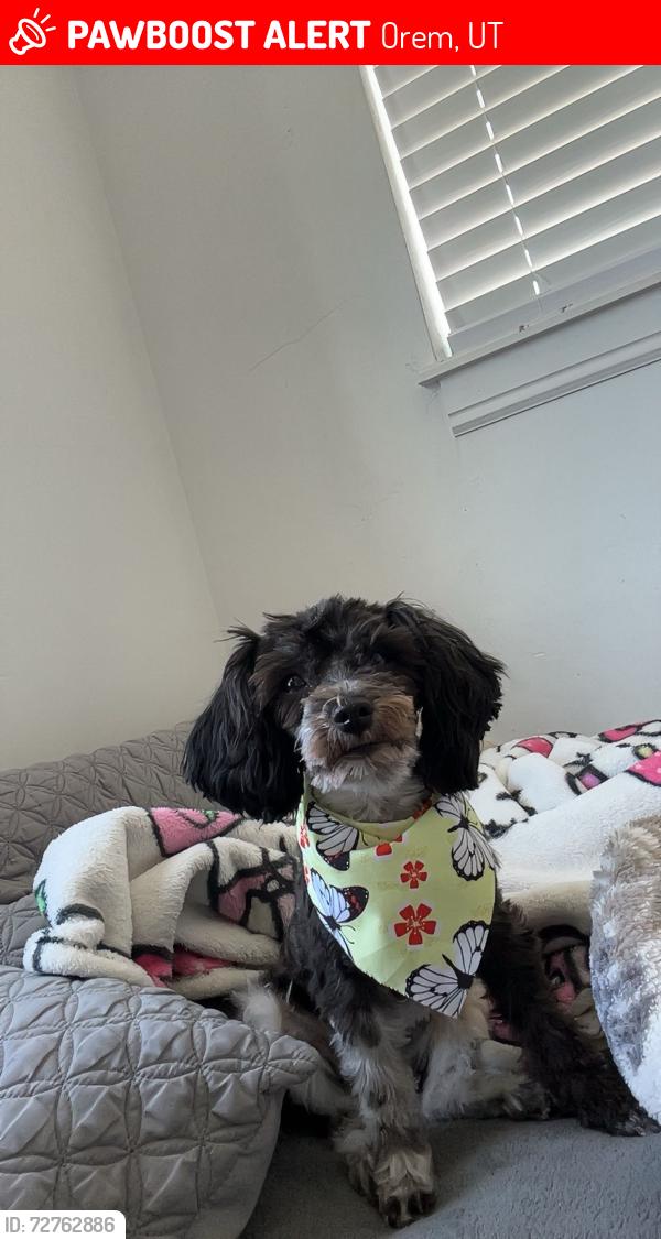 Lost Female Dog last seen Geneva road Orem ut, Orem, UT 84058