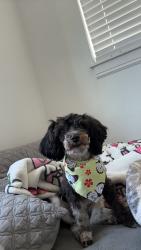 Lost Female Dog last seen Geneva road Orem ut, Orem, UT 84058