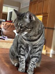 Lost Male Cat last seen Buckthorn circle Saco, Garfield st. Shagadee st ave., Saco, ME 04072