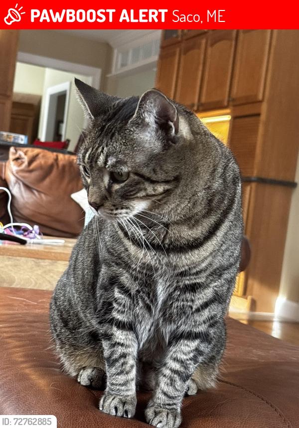 Lost Male Cat last seen Buckthorn circle Saco, Garfield st. Shagadee st ave., Saco, ME 04072